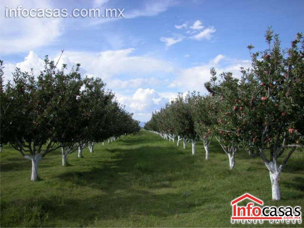 Huerta de Manzanas Rancho La Estaci�n